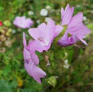 Meet your Posher, Lacruz